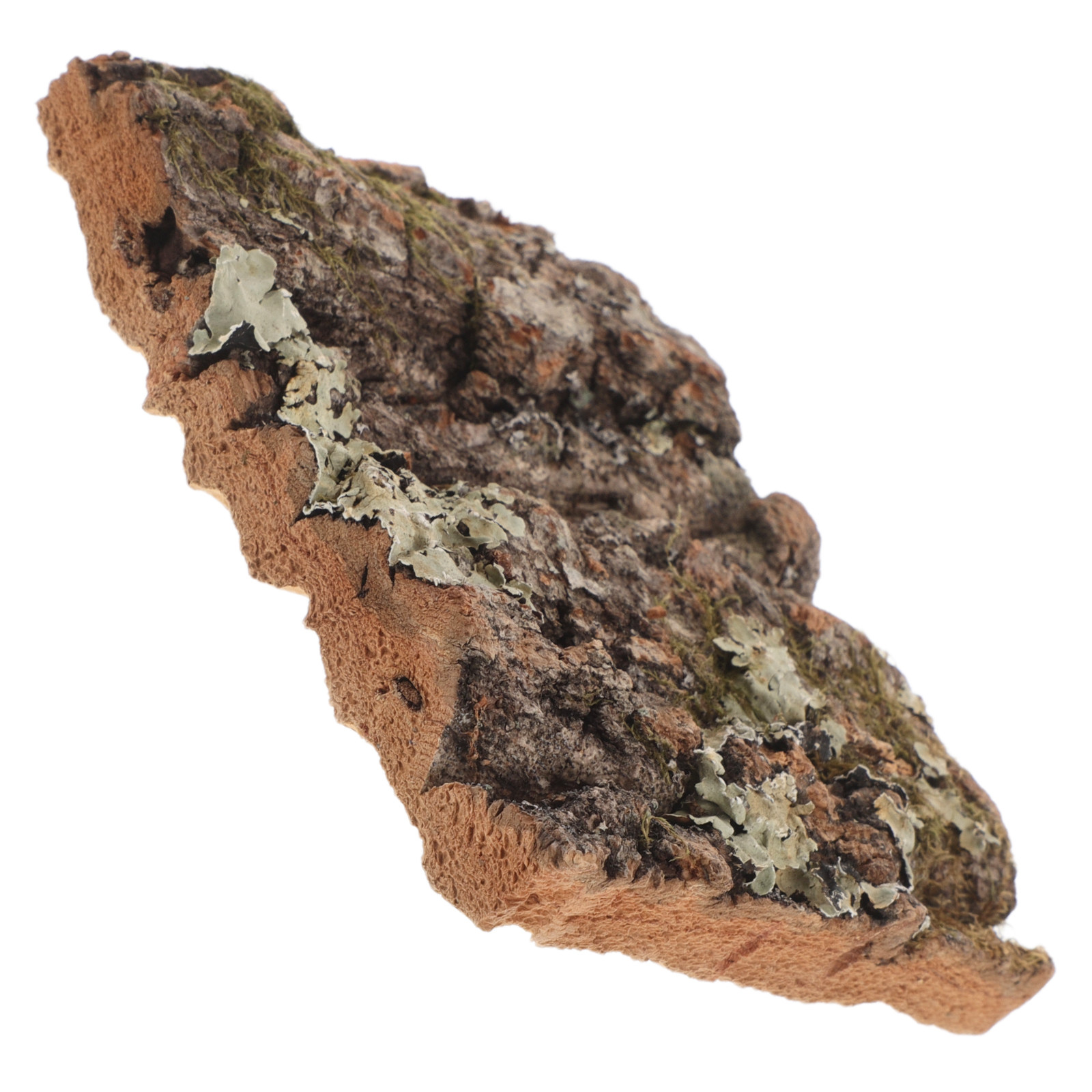 Aquarium Planted Background - Cork Bark Tree Bark for Reptile