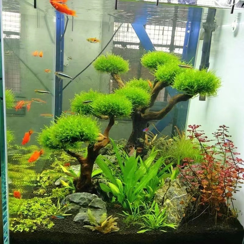 Fish tank greening wood frame  - огляд і ціна Aquarium Planted Tree