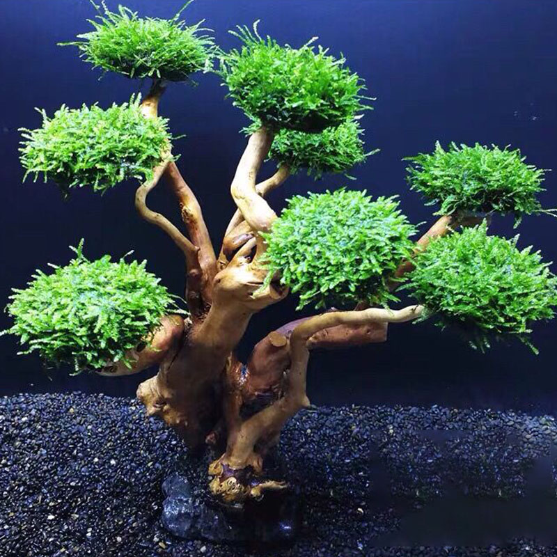 Fish tank greening wood frame  - огляд і ціна Aquarium Planted Tree